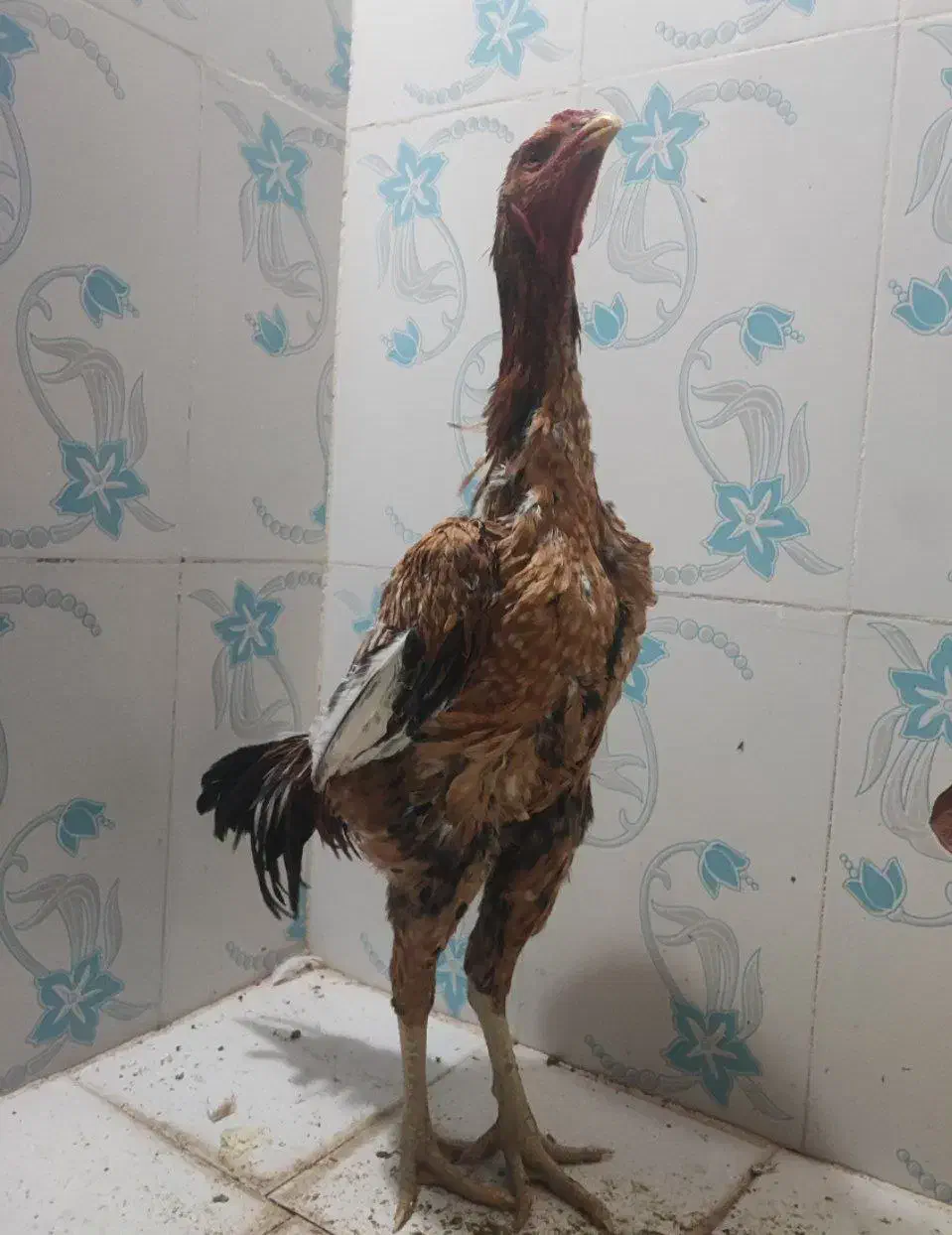 خروس لاری|حیوانات مزرعه|تربتحیدریه, آسایش|دیوار