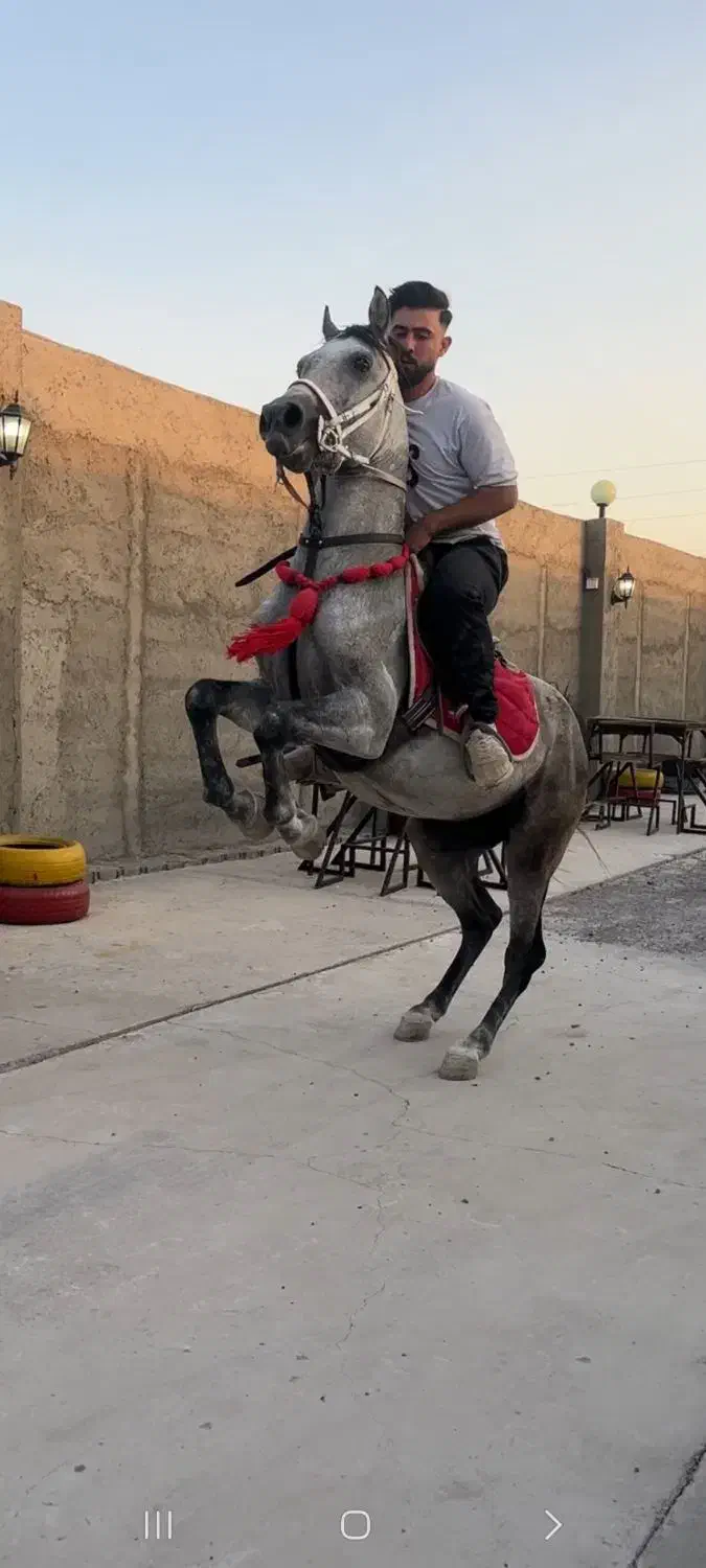 نریان اصیل کرد سواریدار و پرخون|اسب و تجهیزات اسبسواری|سراب, |دیوار