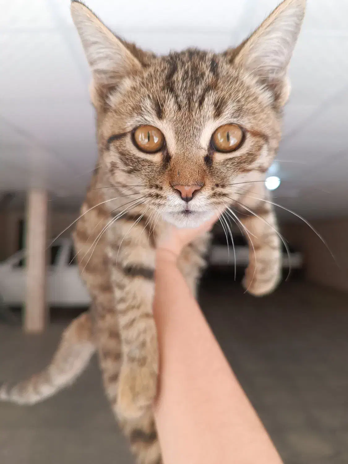 بچه گربه۲ ماهه واگذاری|گربه|شیراز, فرگاز|دیوار