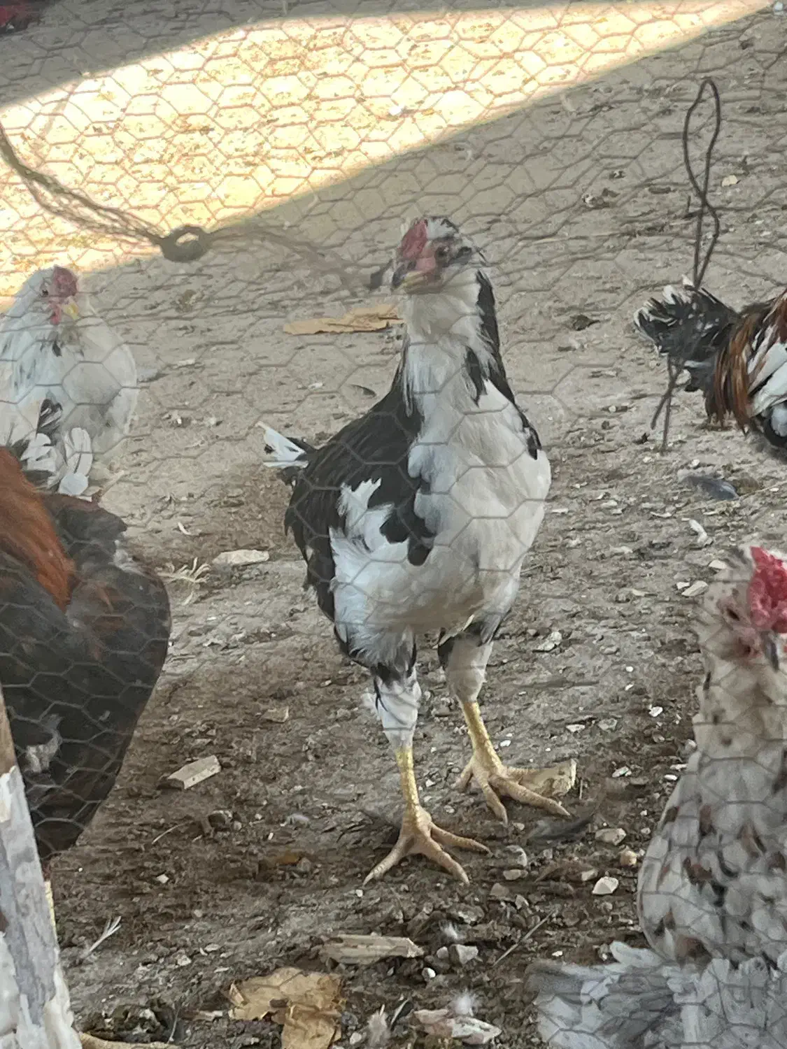 ۲۳عددمرغوخورس گلین فول درجه یک به شرط|حیوانات مزرعه|ابریشم, |دیوار