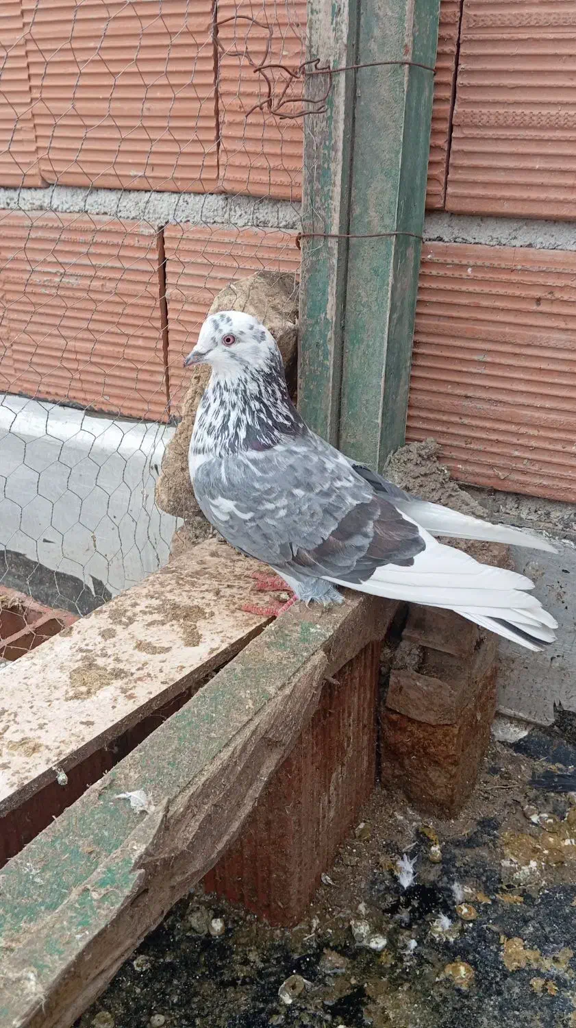 کبوتر پرشی|پرنده|تاتار علیا, |دیوار