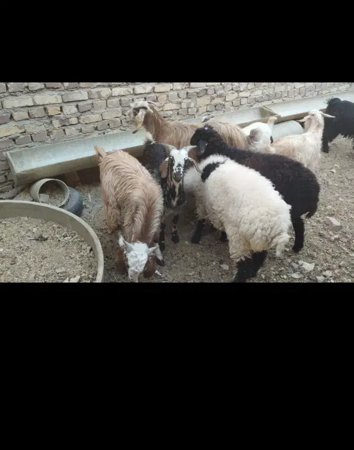 بره زابل وبره شیر|حیوانات مزرعه|زابل, |دیوار