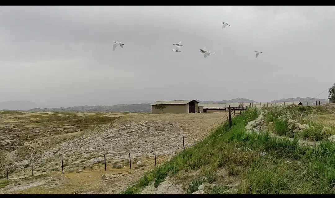 فروش دامداری 500 راسی|فروش دفتر صنعتی، کشاورزی، تجاری|بولی, |دیوار