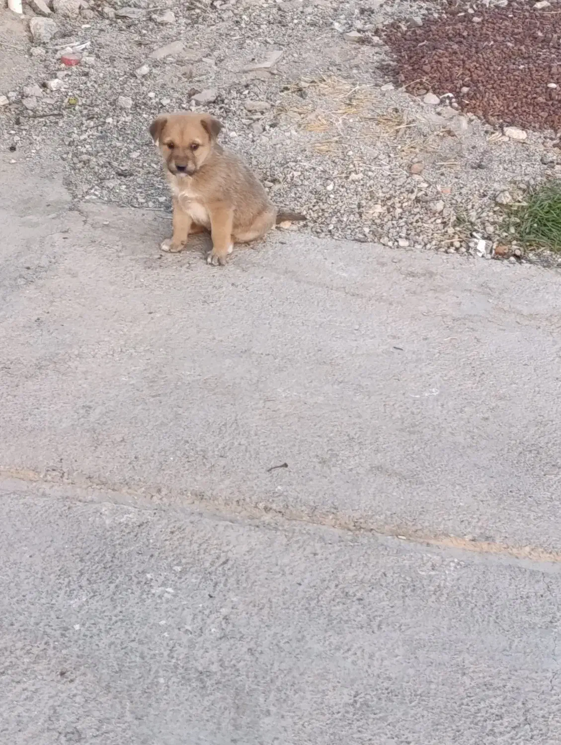 سگ سرابی|سگ|صباشهر, |دیوار