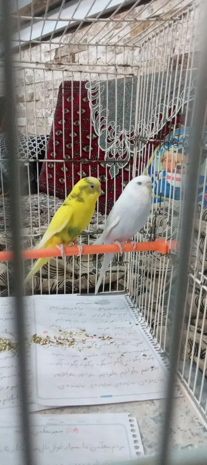 مرغ عشق|پرنده|تربت‌حیدریه, آغوی|دیوار