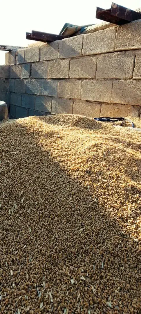 گندم چمران۲|عمدهفروشی|رامشیر, |دیوار