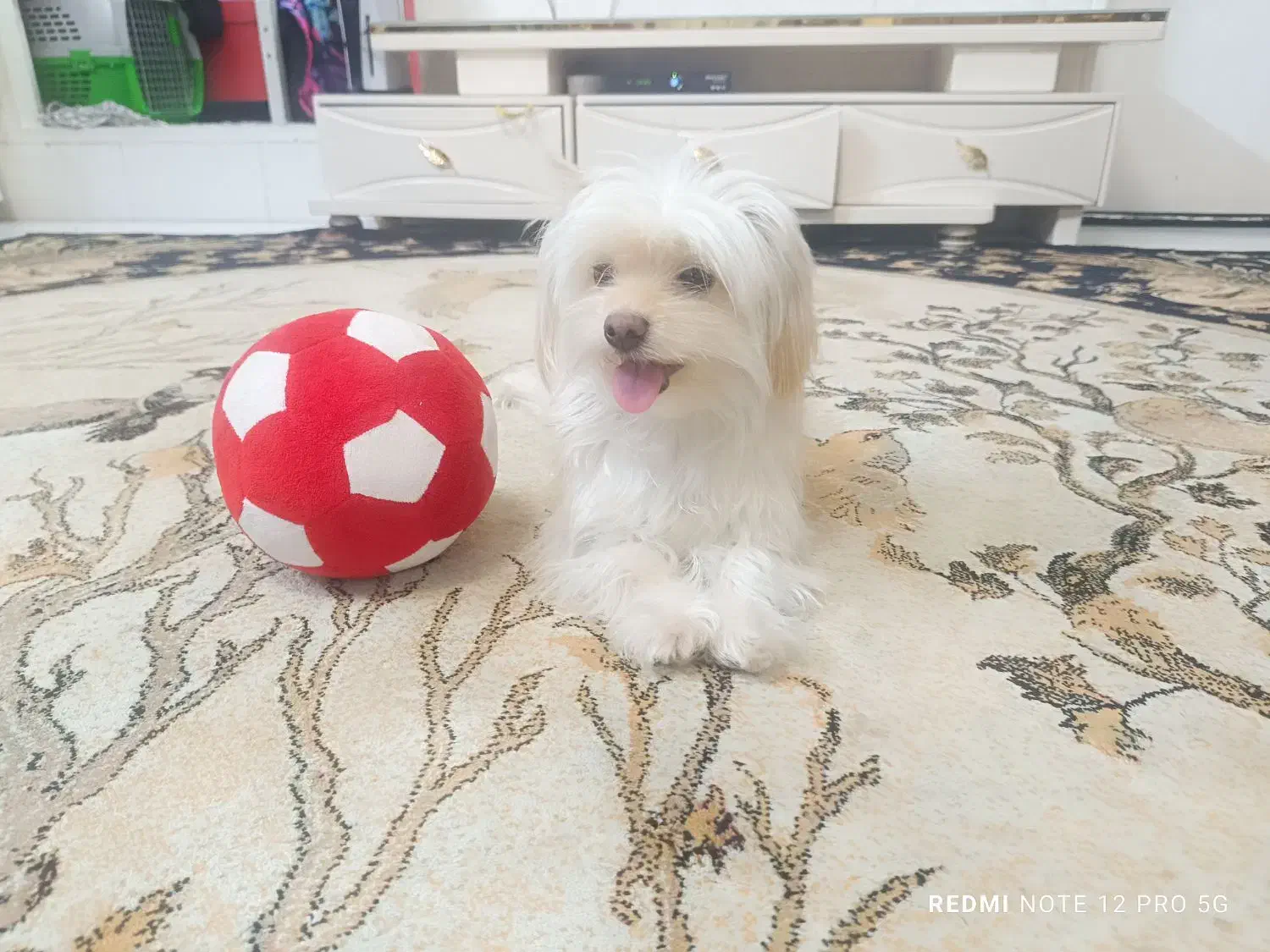 سگ شیتزو ماده|سگ|ری, دولت‌آباد|دیوار