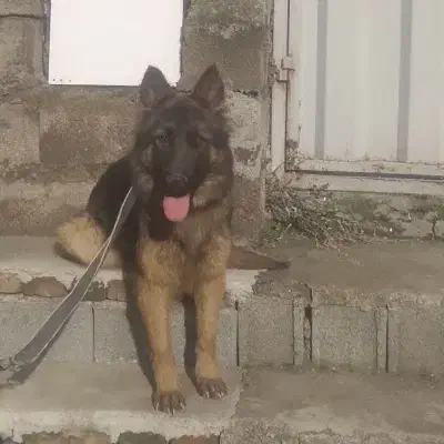 ژرمن شپرد ماده|سگ|ساری, |دیوار