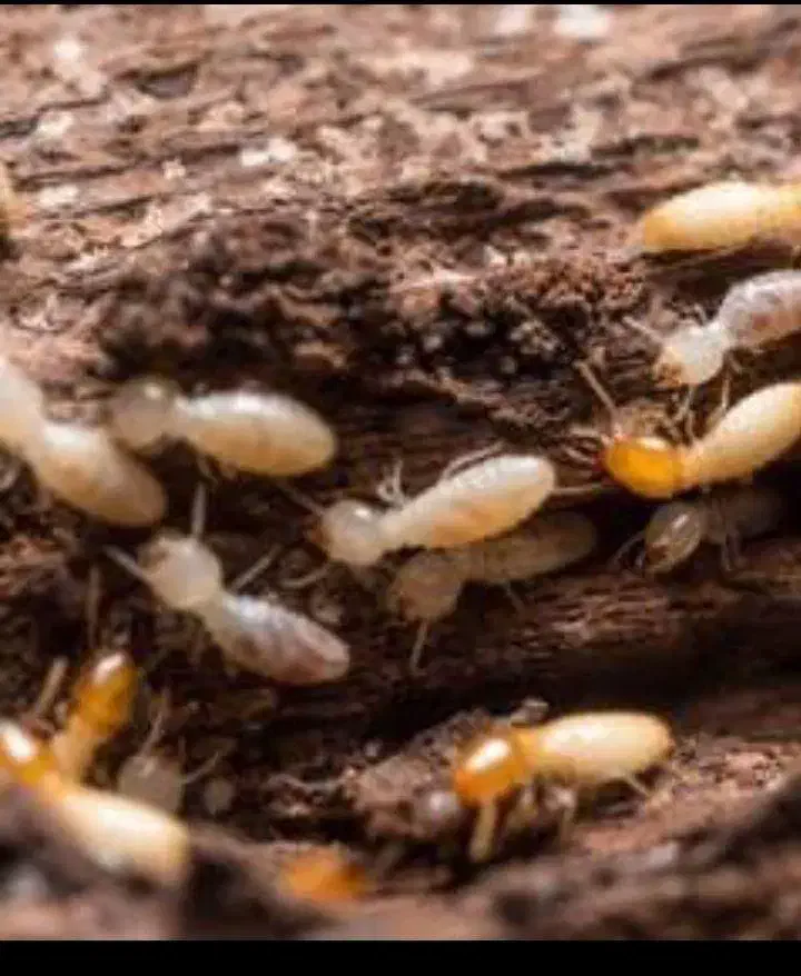 سمپاشی تضمینی سوسک ساس موریانه سم پاشی منازل|خدمات نظافت|نجف‌آباد, |دیوار