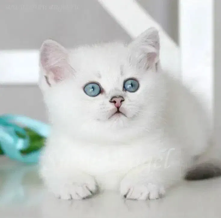 گربه 2 ماهه سفید چشم آبی|گربه|تهران, کاشانک|دیوار