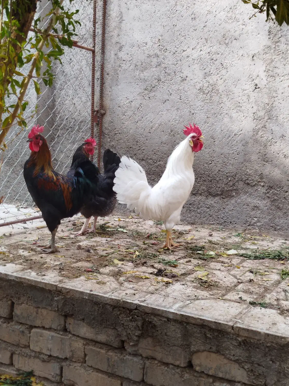 مرغوخروس|حیوانات مزرعه|کهک, |دیوار