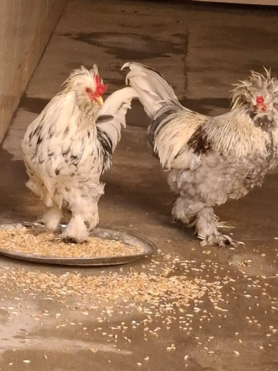 خروس|حیوانات مزرعه|دهدشت, |دیوار