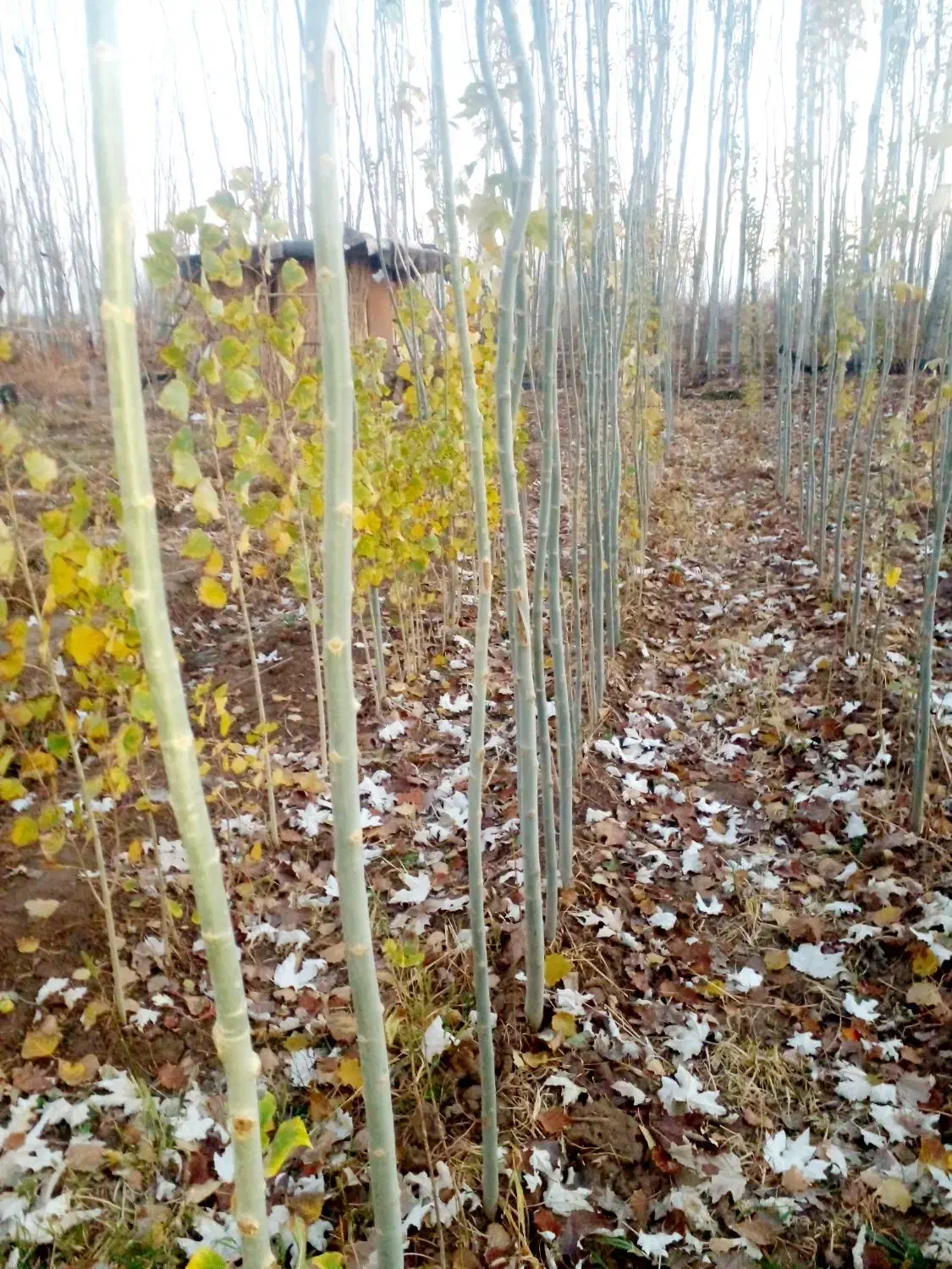 فروش کبودوصنوبر به جای دلال بیاازمن ارزون بخر|گل و گیاه طبیعی|میاندوآب, |دیوار