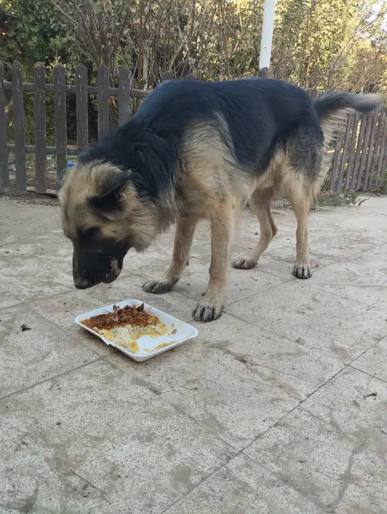 سگ ژرمن پیداشده|حیوانات|پیشوا, |دیوار