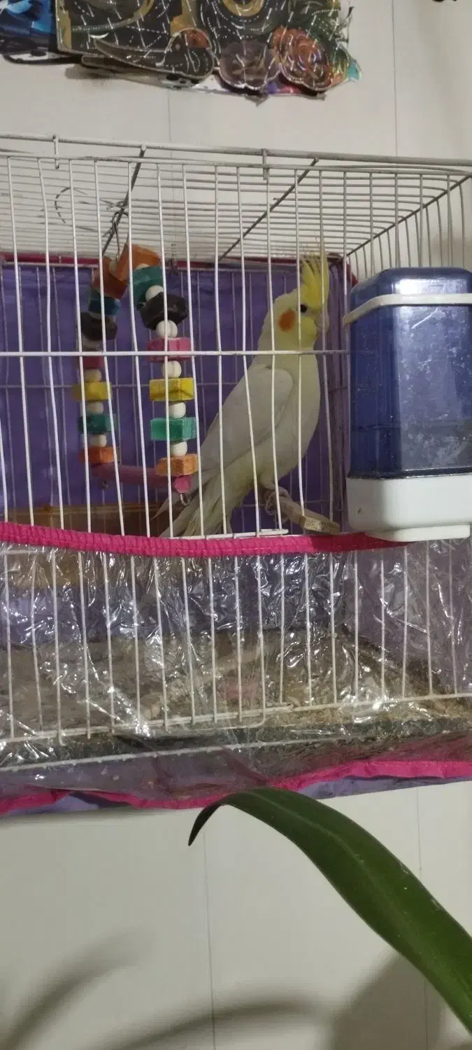 عروس هلندی سه ماهشه|پرنده|سبزوار, هویزه|دیوار