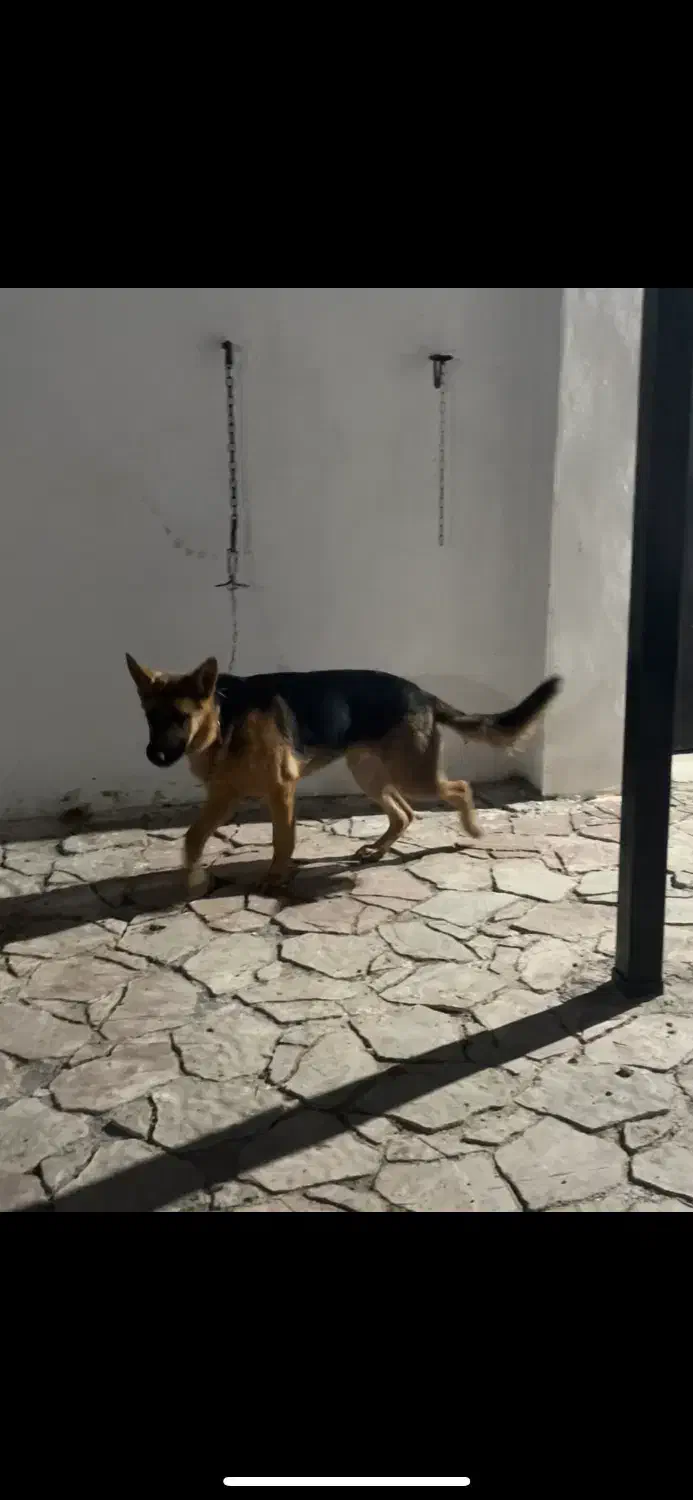 سگ ژرمن ف مناسب|سگ|اردبیل, |دیوار