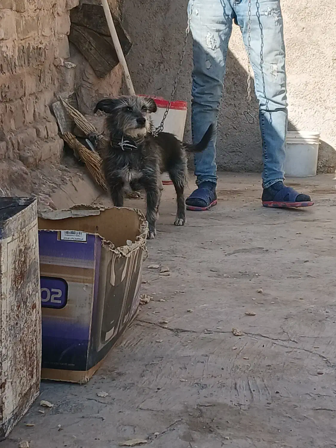 واگذاری سگ|سگ|سبزوار, قصبه غربی|دیوار