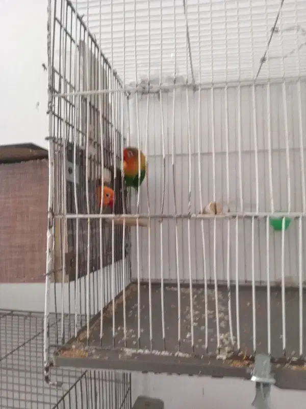 سلام جفت کوتوله برزیلی|پرنده|کرمان, |دیوار