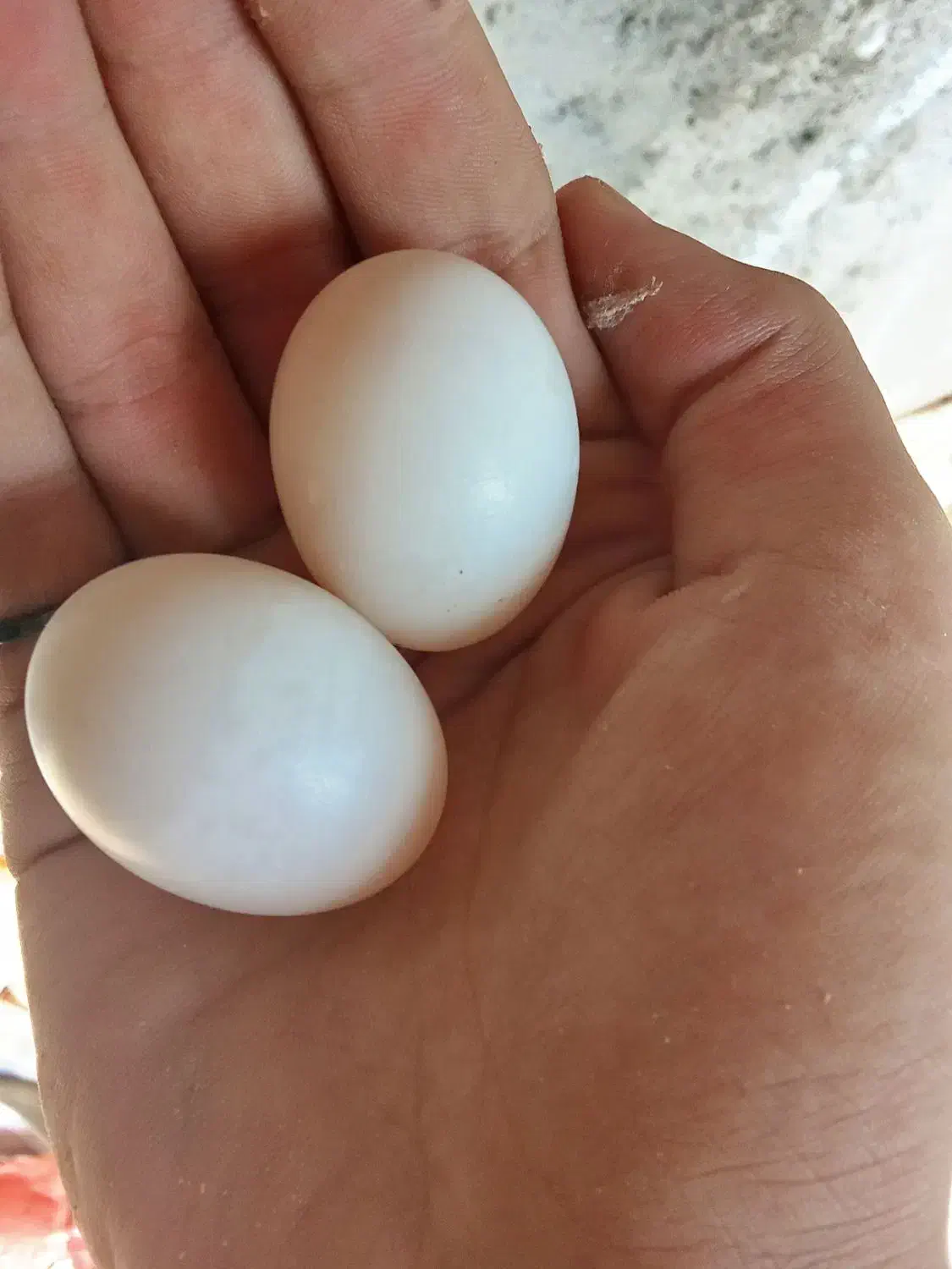 کبوتر پرشی|پرنده|رستم‌آباد, |دیوار