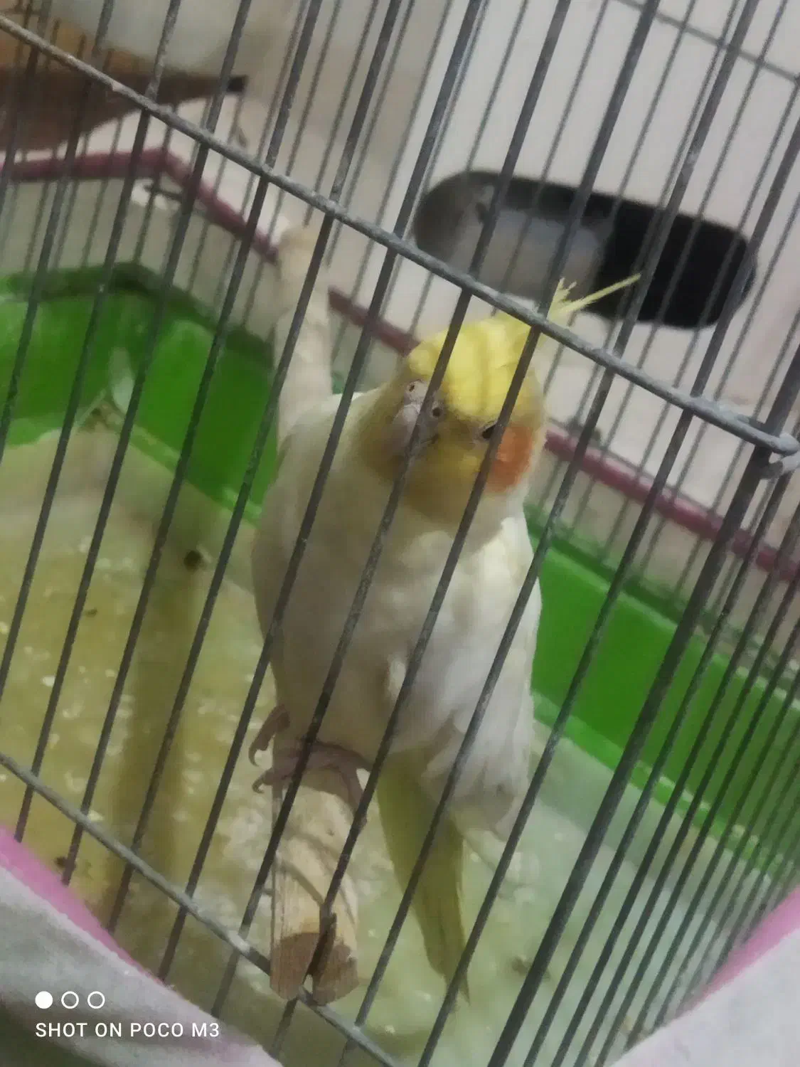 عروس نر وماده|پرنده|کاشان, شهرک خاتم الانبیا (مسکن ملی کاشان)|دیوار