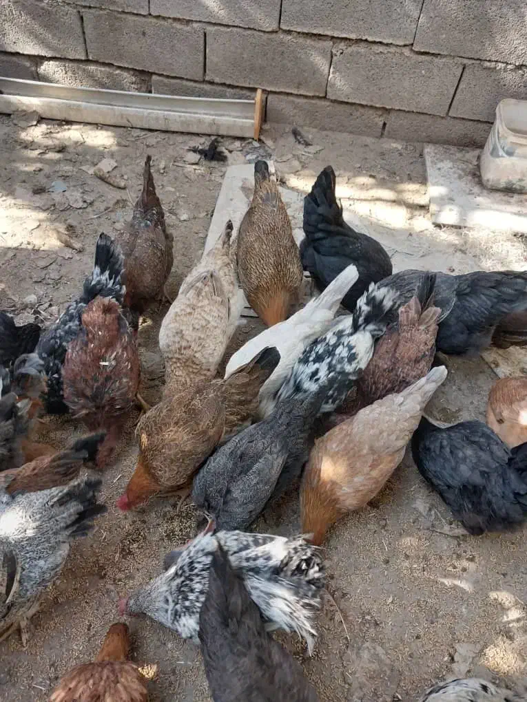 جوجه چهل وپنج روزه|حیوانات مزرعه|بهبهان, |دیوار