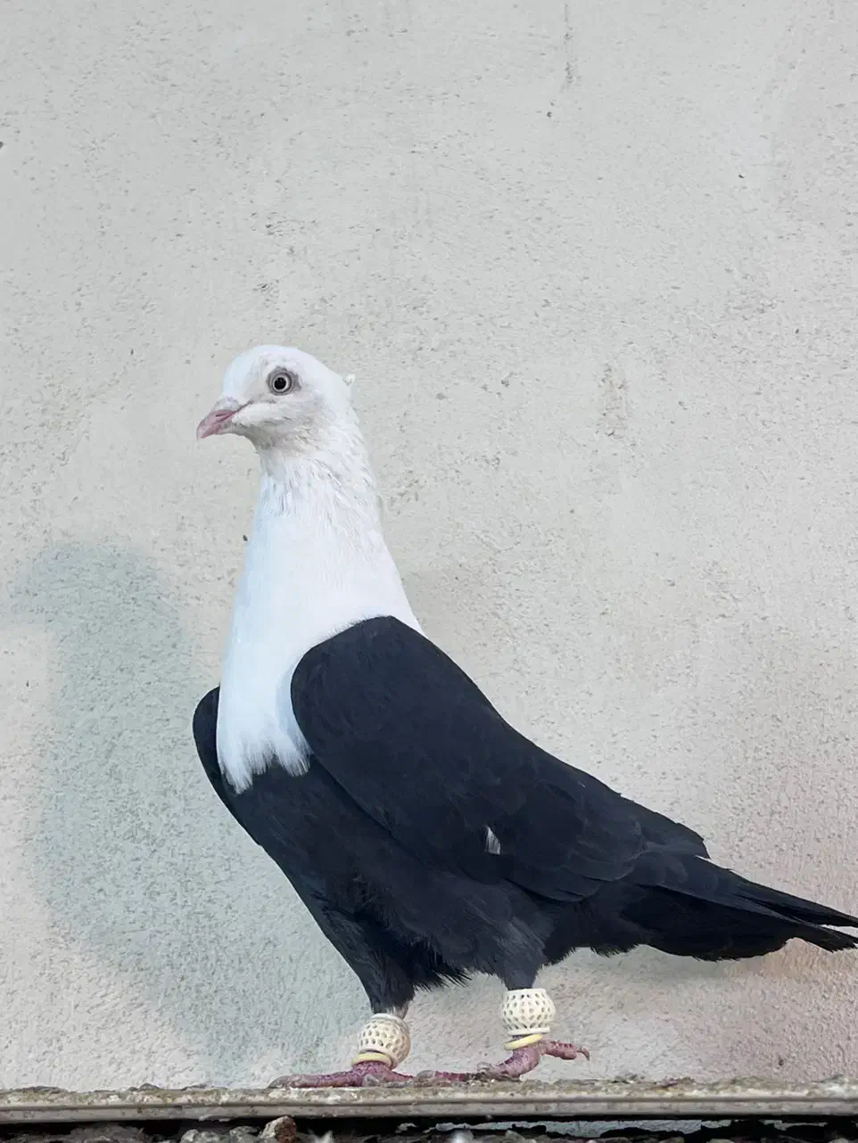 کفتر کله سفید ماده آس|پرنده|مشهد, هفده شهریور|دیوار