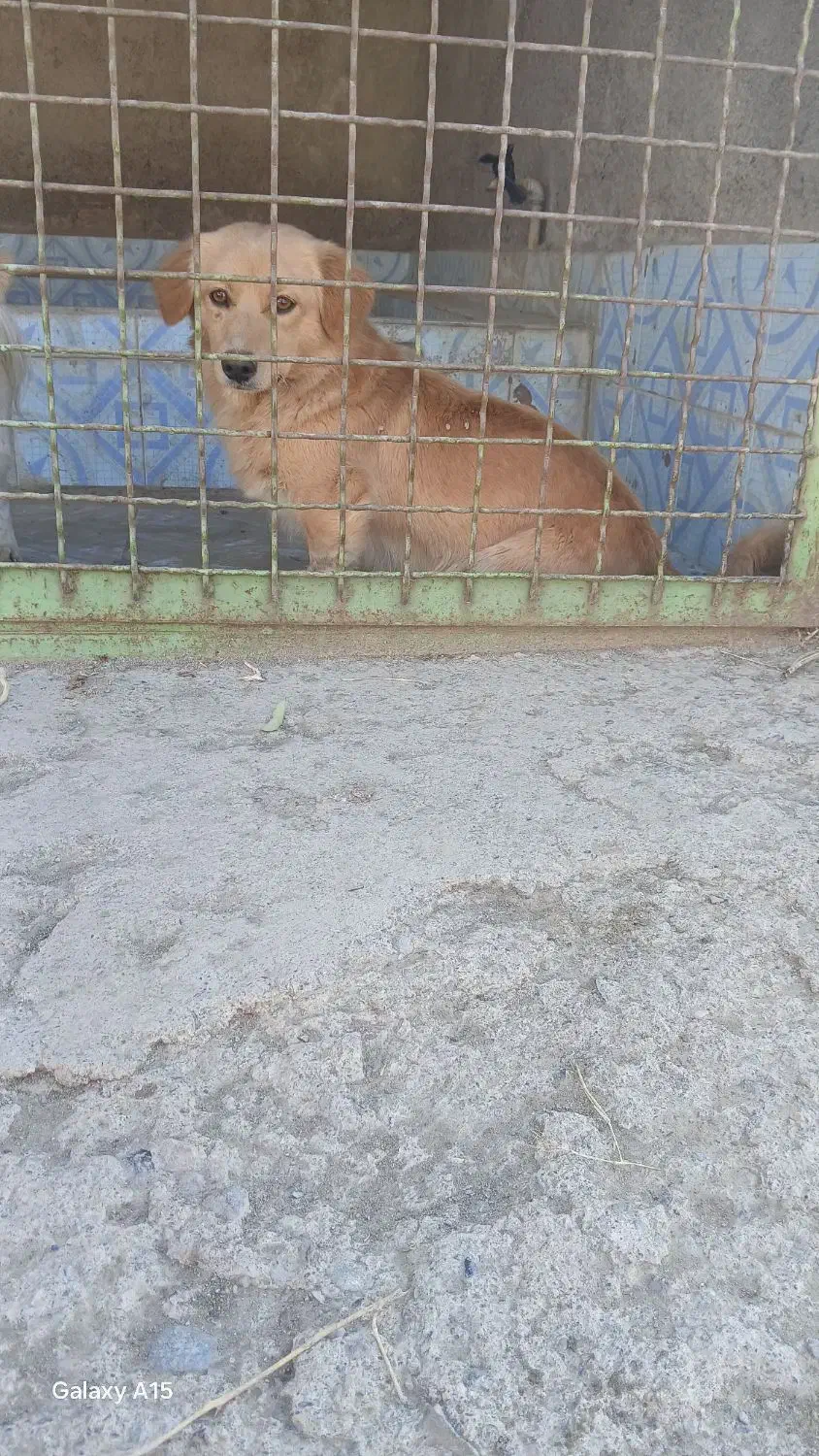 سگ پاکوتاه|سگ|مشهد, میان ولایت|دیوار