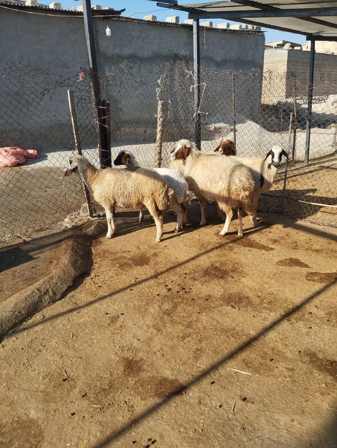گوسفند میش بره|حیوانات مزرعه|ایوان, |دیوار