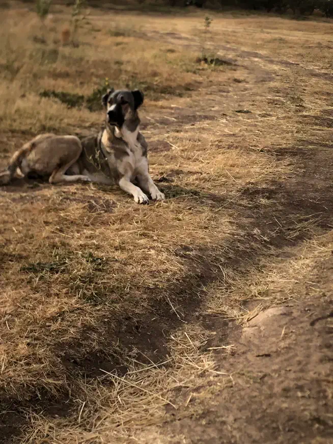 معاویضه ماده گنگال|سگ|مهاباد (آذربایجان غربی), |دیوار