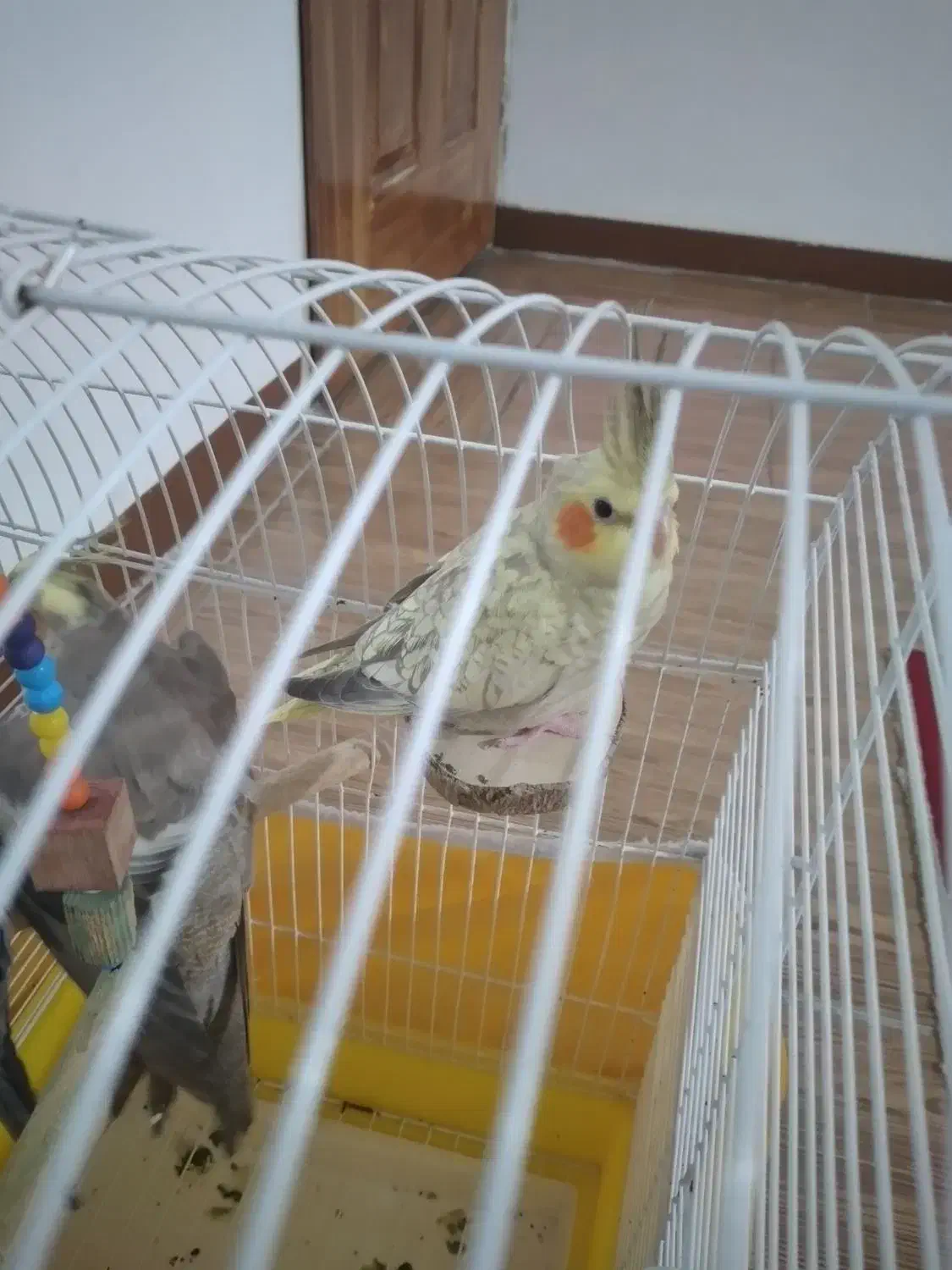 طوطی عروس نر|پرنده|رشت, معلولین|دیوار