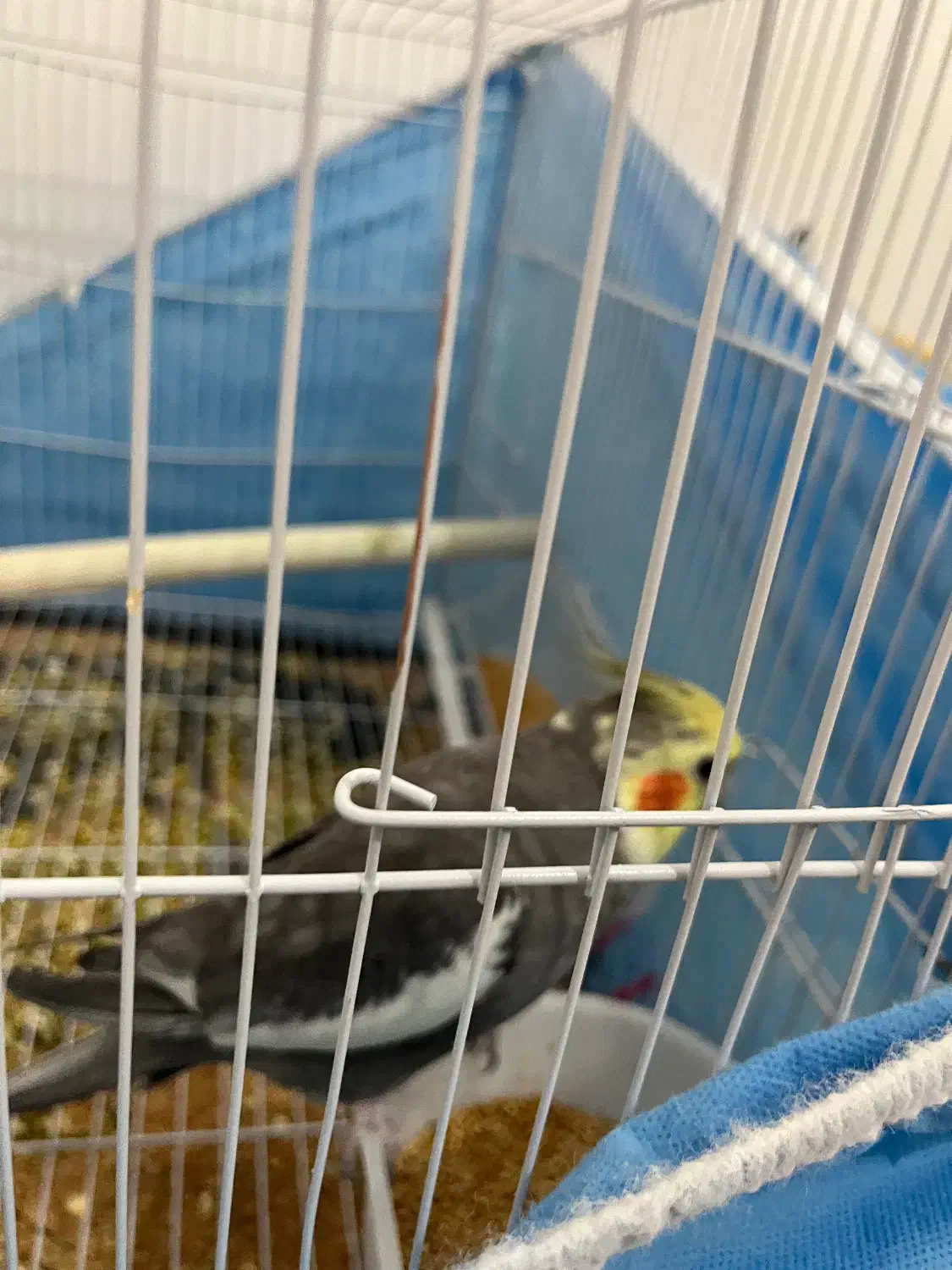 عروس هلندی|پرنده|نیشابور, شهرک بهداری|دیوار