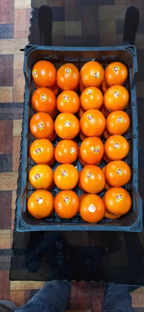 فروش پرتغال لوکس صادراتی و داخلی|حراج|سورک, |دیوار