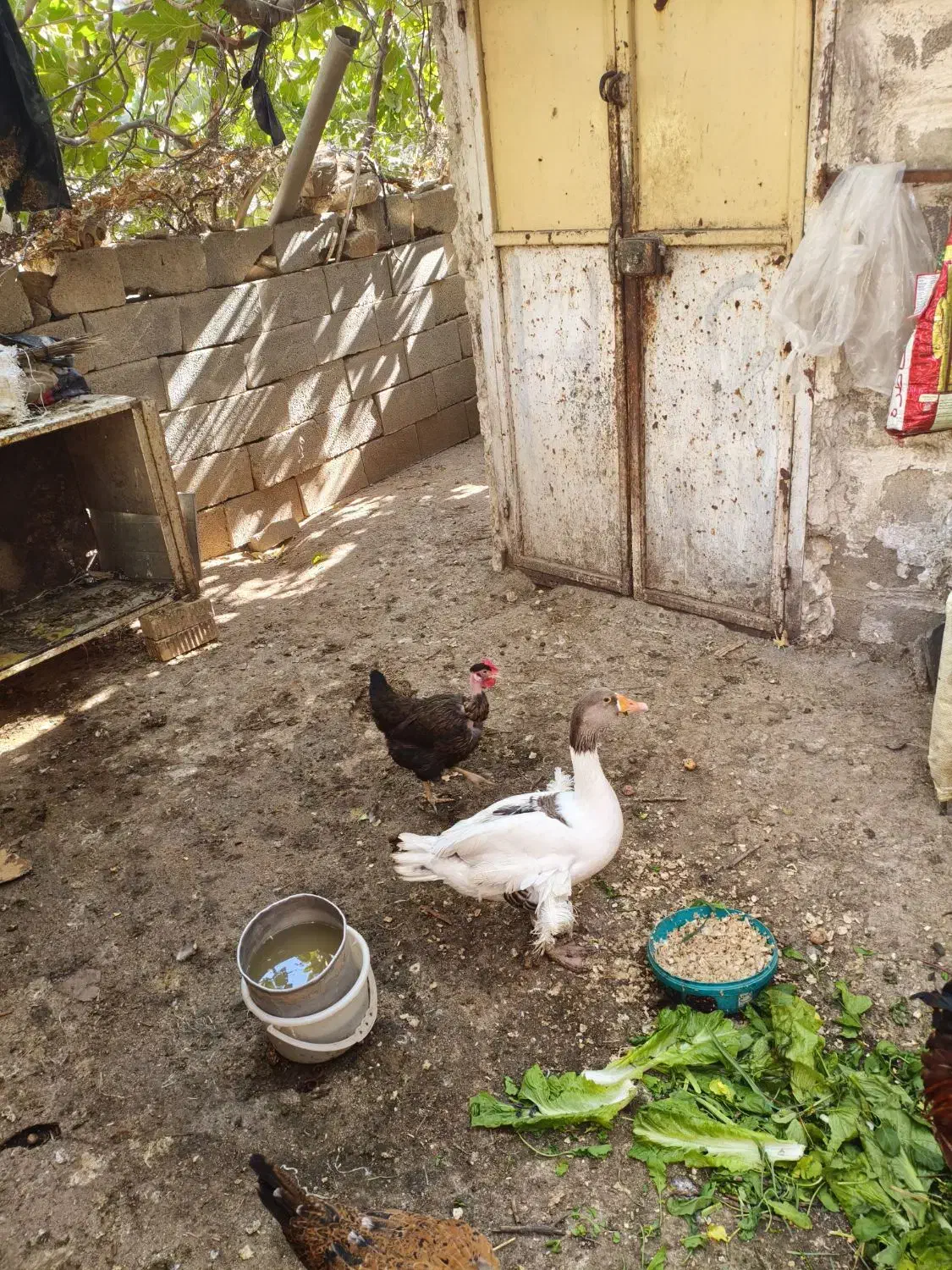 یک عدد غاز بزرگ|حیوانات مزرعه|دهدشت, |دیوار