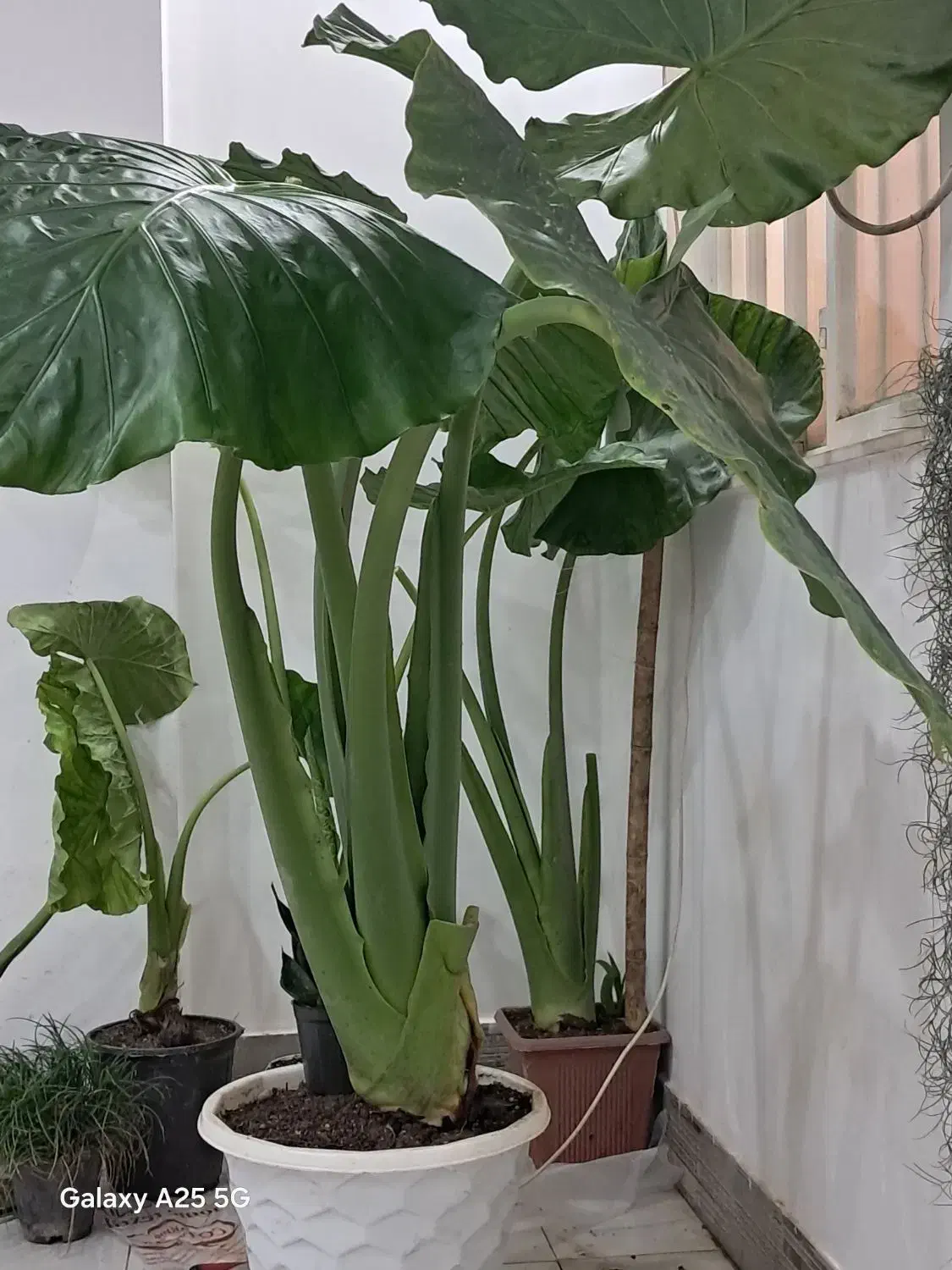 فروش گل بابا آدم|گل و گیاه طبیعی|اهواز, کوی صادقیه|دیوار