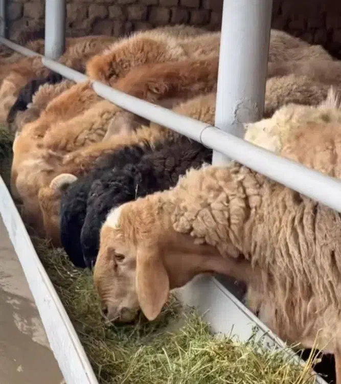 دام چاق و پلوار /گوسفند کم چربی /زنده ممتاز(خونی)|حیوانات مزرعه|مشهد, نوید|دیوار