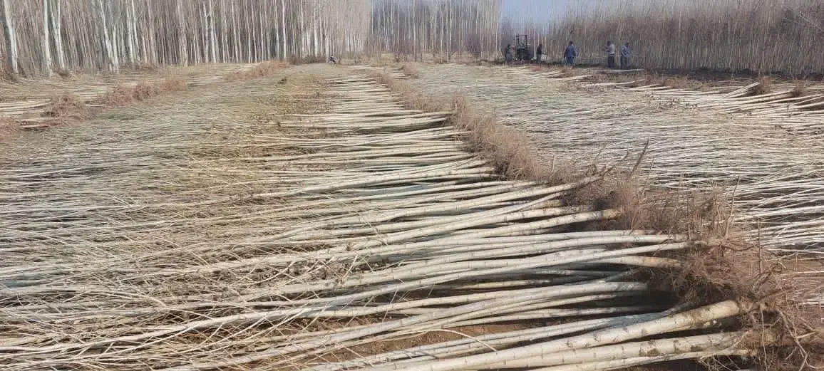 تولید انواع ارقام میوه و صنوبر درنهالستان|خدمات باغبانی و درختکاری|سنندج, |دیوار