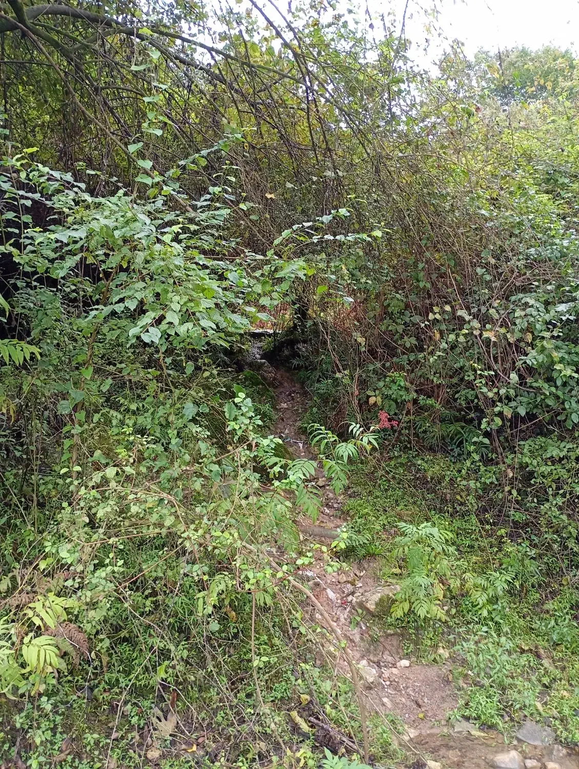 زمین باغی ونداده|فروش زمین و ملک کلنگی|شاهین‌شهر, شهرک مطهری|دیوار