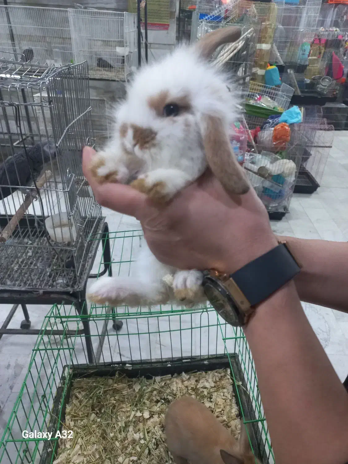 خرگوش چلوندنی و لوپ|موش و خرگوش|ساری, |دیوار