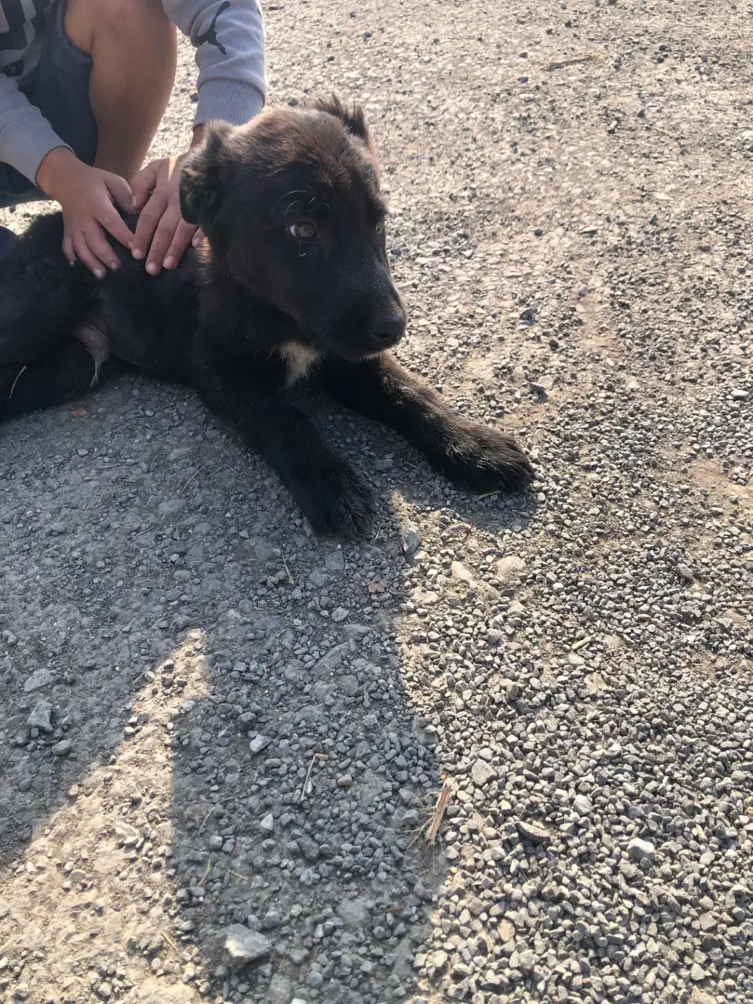 سگ قدرجونی تازه از اصفهان اوردم|سگ|نوشهر, |دیوار