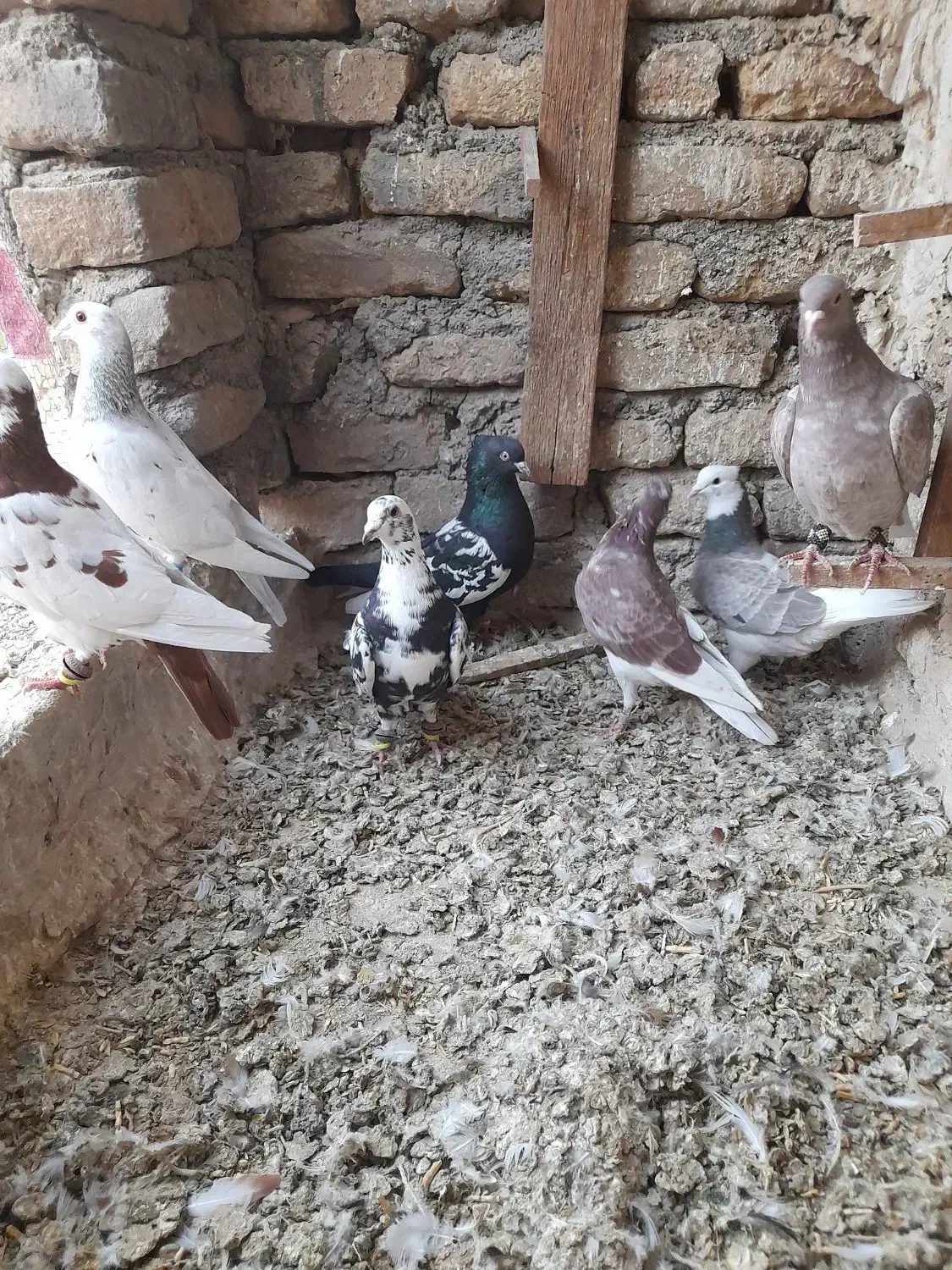 کفتر پرشی و جوجه طوقی|پرنده|مشهد, فریزی|دیوار