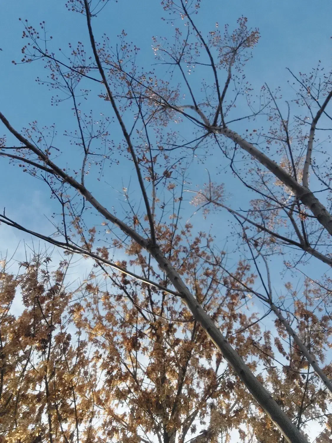 سوال در مورد سند خونه|فعالیت داوطلبانه|شیراز, کوشک میدان|دیوار