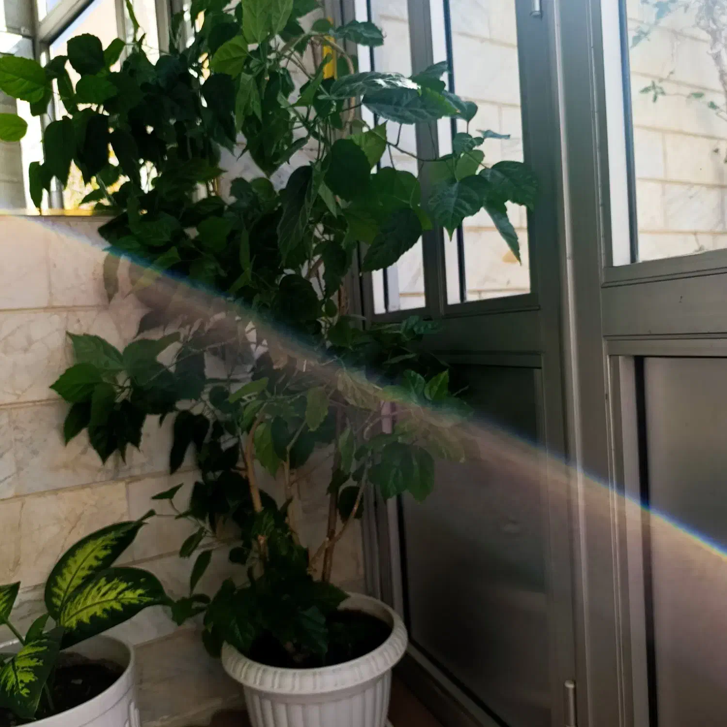 گل زیبا ودلنشین|گل و گیاه طبیعی|آستارا, |دیوار