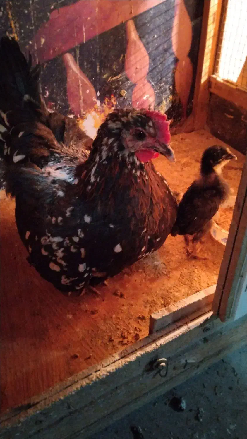 مرغ وخروس گلین|حیوانات مزرعه|رباط‌کریم, نصیرشهر|دیوار