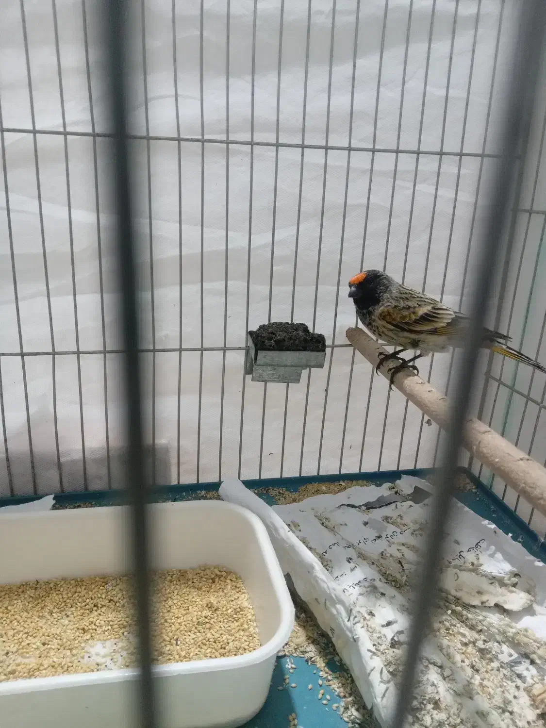 فروش گلبسر|پرنده|سیرجان, |دیوار