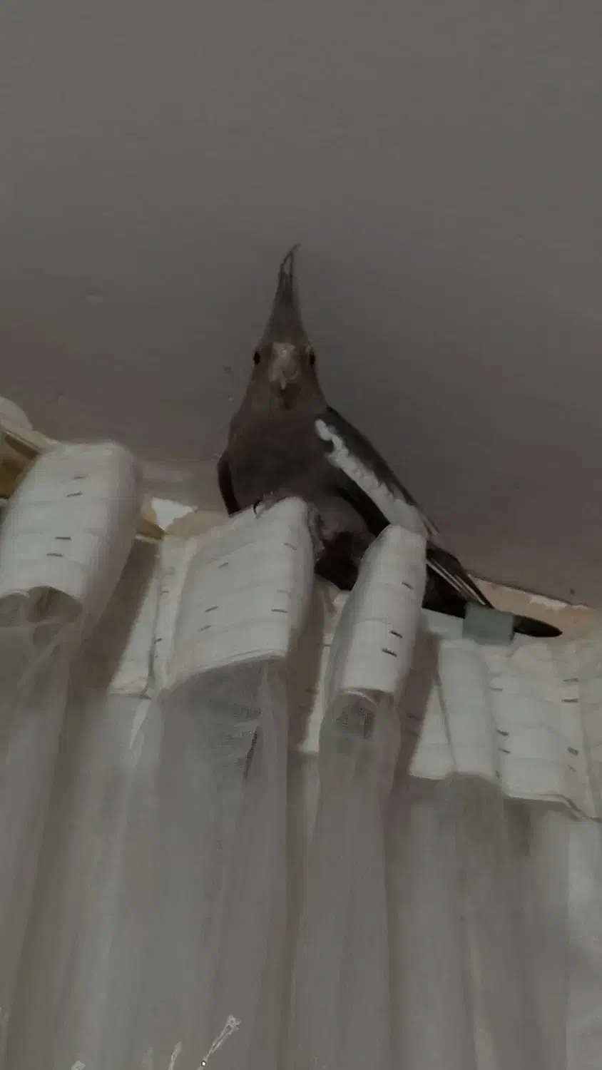 دو عدد عروس هلندی نرو ماده|پرنده|هشتگرد, خور|دیوار