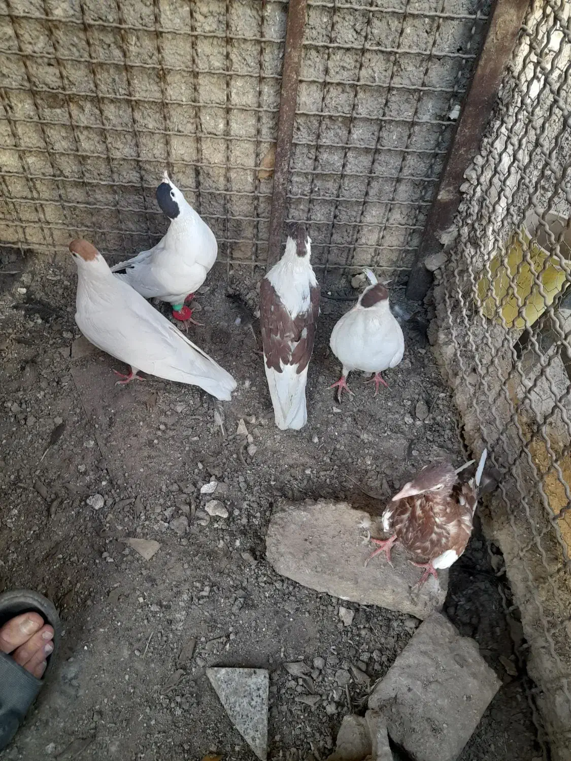 کفتر افغانی|پرنده|تهران, شهرک ابوذر|دیوار