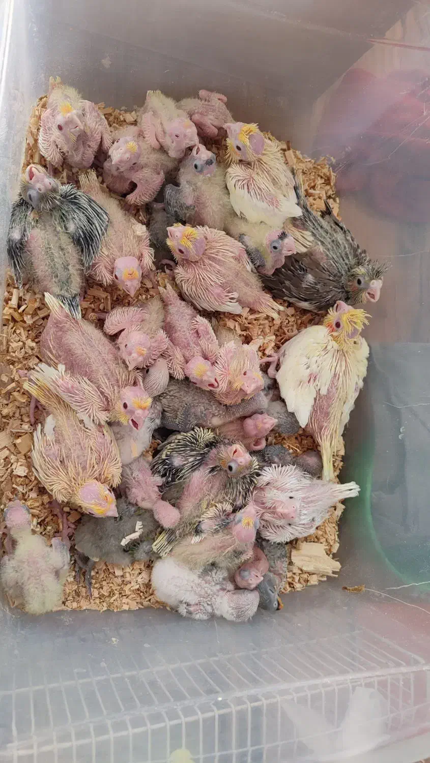 سرلاکی گرین ، عروس،  کوتوله|پرنده|تایباد, |دیوار