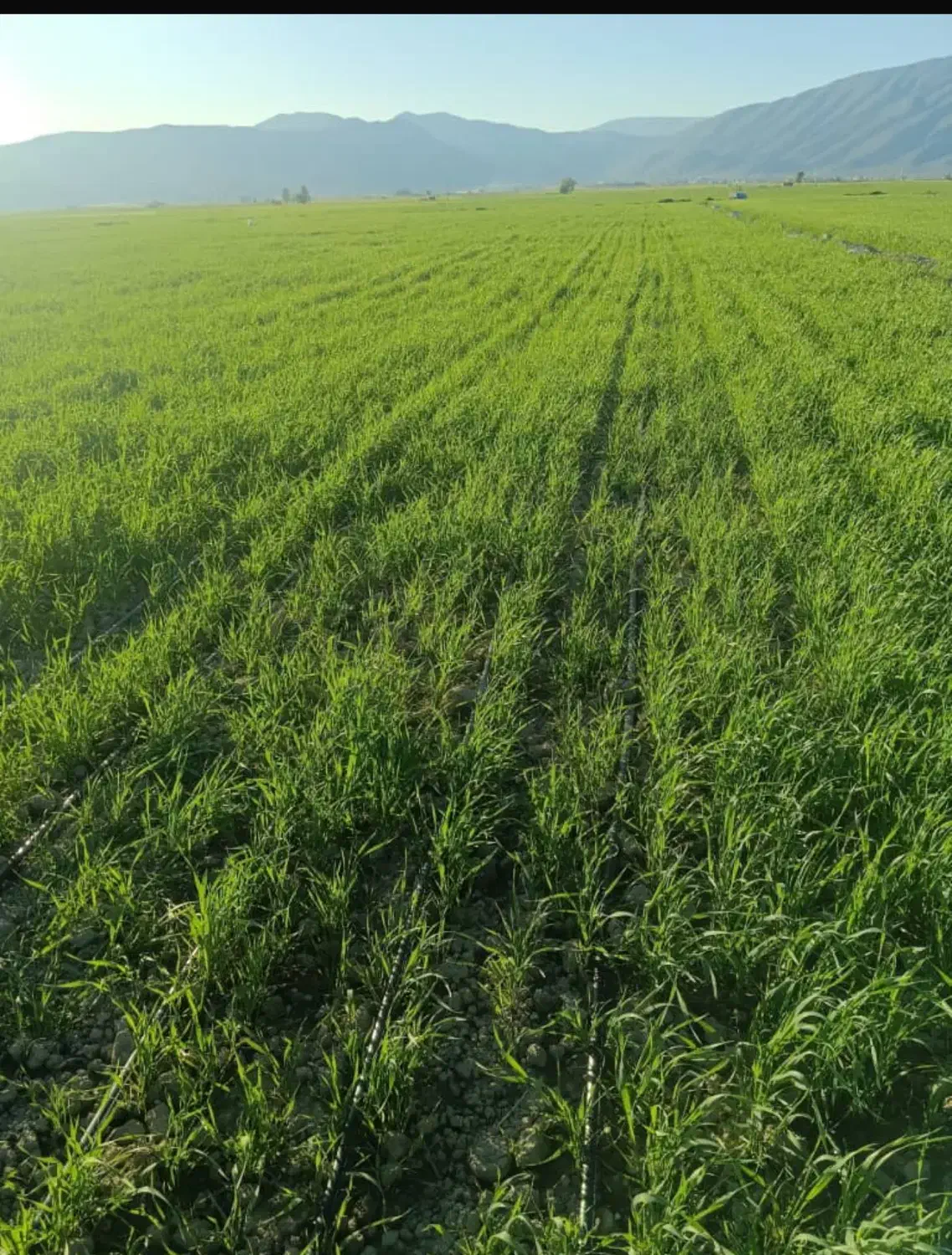 اجاره زمین|اجارهٔ دفتر صنعتی، کشاورزی، تجاری|فیروزآباد (فارس), |دیوار