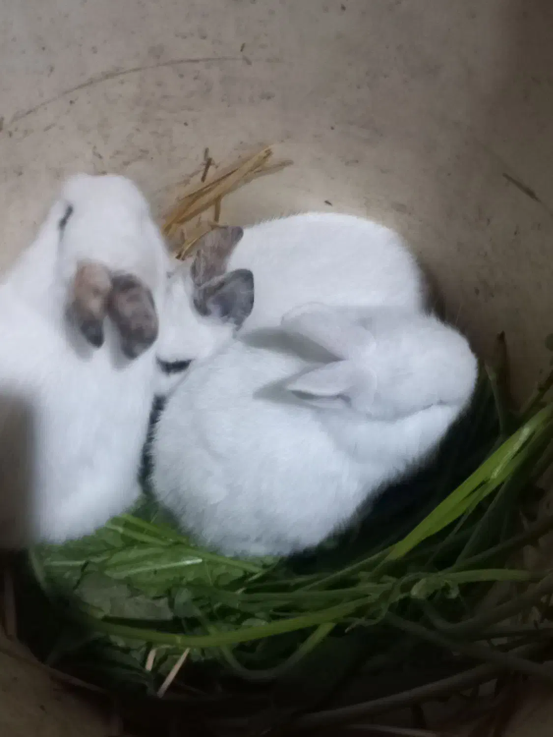 بچه خرگوش|موش و خرگوش|آزادشهر, |دیوار