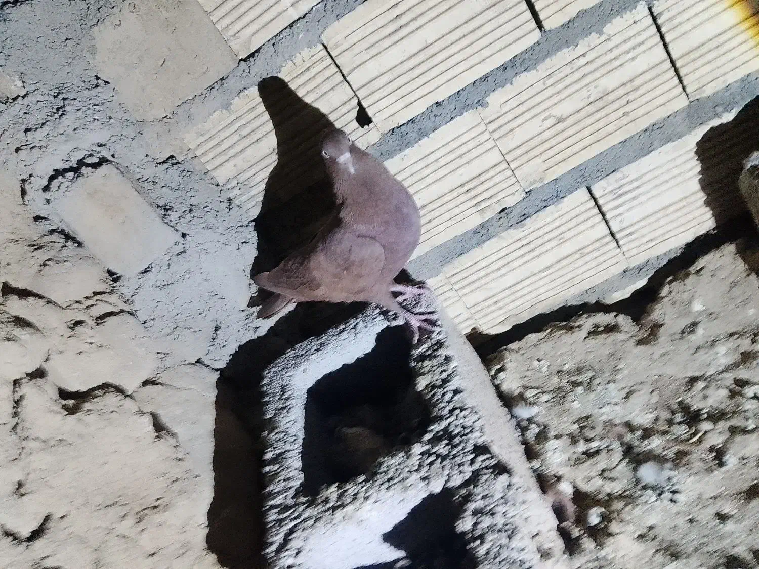 کبوتر قرمزه|پرنده|نورآباد, |دیوار